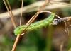 Heliothis sp.